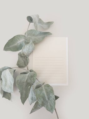 Açık gri arka planda okaliptüs dalı düz kompozisyonu olan bir kartpostal. Üst görünüm