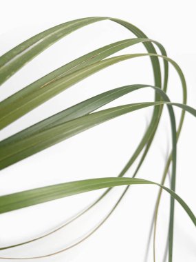 Beyaz soyut arka planda çimen sapı. Beyaz arkaplanda yeşil çimen yaprakları 