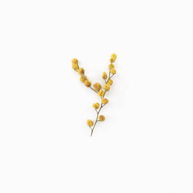 Çiçek mektubu. Mimoza sarısından yapılmış Y harfi. Çiçek alfabesi düzeni. Düz yatıyordu. Üst görünüm. 