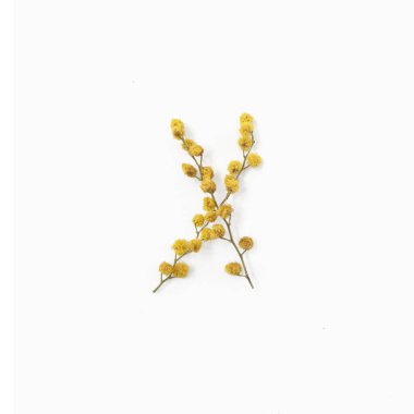 Çiçek mektubu. Mimoza sarısından yapılmış X harfi. Çiçek alfabesi düzeni. Düz yatıyordu. Üst görünüm. 