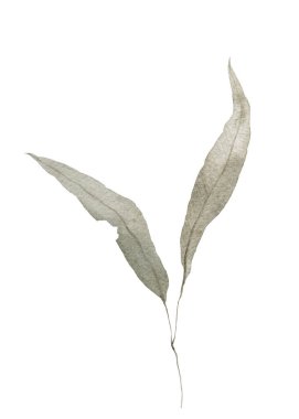 suluboya resimleme okaliptüs yaprakları sessiz tozlu toprak tonlar el çizimi boho tarzı dal