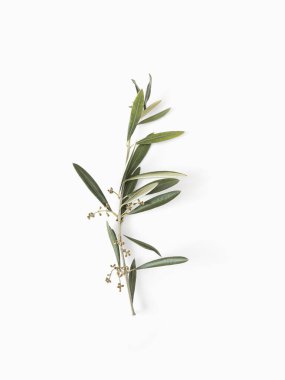 Beyaz arka planda filizi olan zeytin dalı. Minimalizm düz duruyor. Posterler, çıkartmalar, grafik tasarım elementleri için güzel.