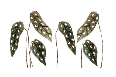 Begonya tropikal yaprakları suluboya elle çizilmiş yeşillik seti. Düğün davetiyeleri için tırman, tarih kartlarını, doğum günü kartlarını, çıkartmaları sakla. Yüksek kaliteli illüstrasyon