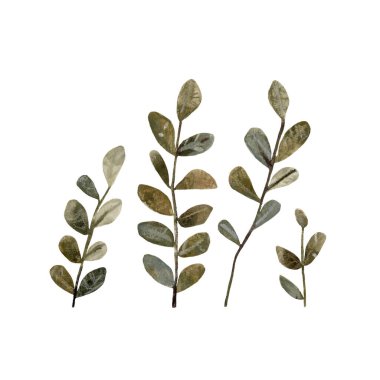 Toprak renklerinde basit yeşil yapraklar. Suluboya ve kalem el izole resimler çizdi. Botanik elementlere tırmanıyor. Menü için tasarım, Düğün Daveti, paket, kozmetik, tekstil