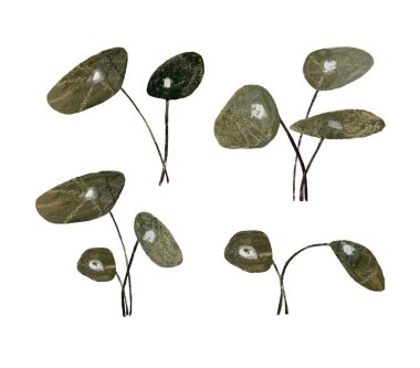 Çin para bitkisinin suluboya el çizimi beyaz arka planda izole edilmiş setler bırakır. Topraksı yeşil renkler. Yüksek kaliteli illüstrasyon