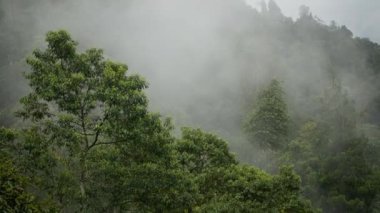 Dağlarda yağışlı hava. Ormandaki yeşil ağaçların üzerinden sisli bir sis esiyor. Ormanda sis hareket ediyor