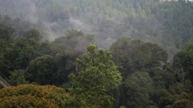 Dağlarda yağışlı hava. Ormandaki yeşil ağaçların üzerinden sisli bir sis esiyor. Ormanda sis hareket ediyor