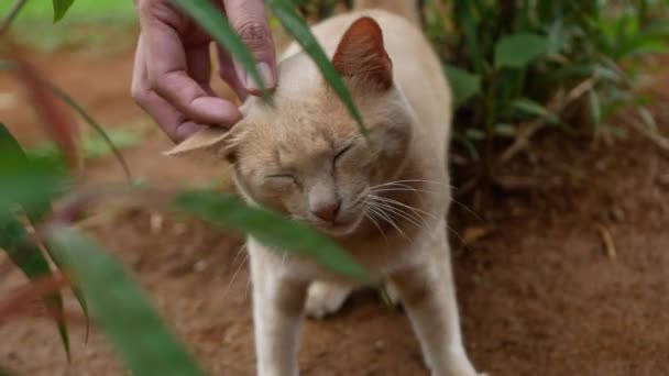 Kucing Oranye Mendapatkan Petted Tanah Dengan Daun Bokeh — Stok Video