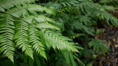 Ormandaki yeşil eğreltiotu yaprağına yaklaşın. Rüzgârla yavaşça hareket edin.