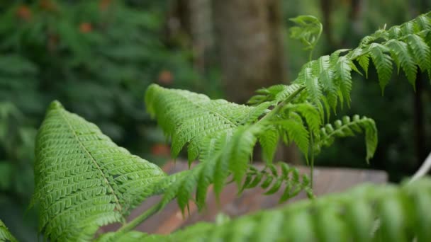 Bulanık Siyah Karıncanın Hareket Ettiği Yeşil Eğrelti Otu Yaprağı — Stok video