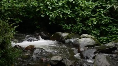 Temiz suyu olan küçük bir dağ nehri. Su taşların üzerinden yeşil ormanlarla, yapraklarla akıyor.