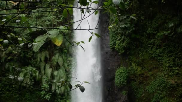 Размытый Водопад Целенаправленными Листьями Ветвями Каскад Джунглей Тропических Джунглях Lohbin — стоковое видео