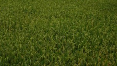 Sarı yeşil pirinç tarlasını kapat rüzgarla savur