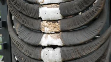 Birçok Buffalo boynuzu Endonezya geleneksel evinin önünde. Endonezya kültürü