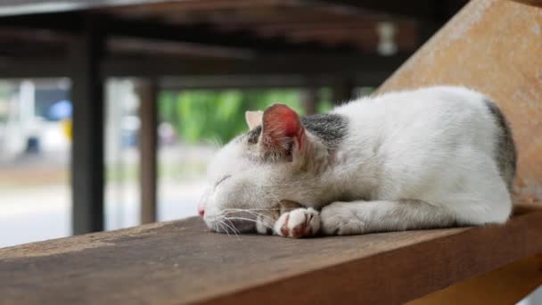 Λευκή Γάτα Κοιμάται Στη Σκάλα — Αρχείο Βίντεο