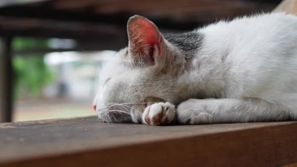 Sokak Beyaz Kedisi Uyuyor — Stok video