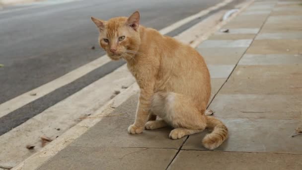 Πορτοκαλί Γάτα Γλείφεται Στο Δρόμο — Αρχείο Βίντεο
