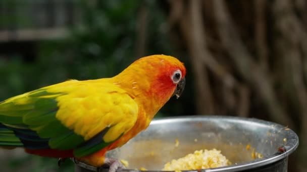 Słońce Conure Kolorowy Ptak Blisko Jedzenia — Wideo stockowe