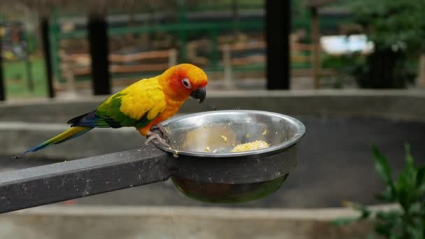 Słońce Conure Kolorowy Ptak Jedzący Kukurydzę — Wideo stockowe