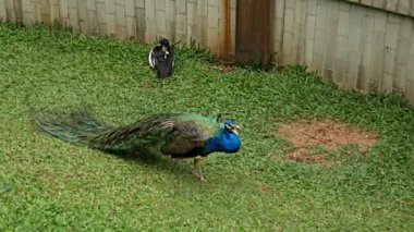 Mavi yeşil tavus kuşu görkemli tüylerini yayar.