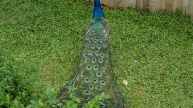 Mavi tavus kuşu kuş tüyü. Yakın plan.