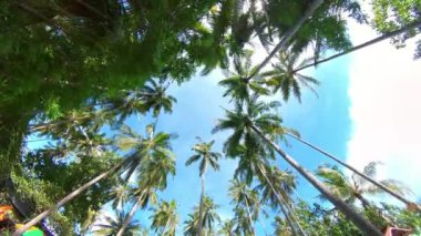 Hindistan cevizi ağaçlarının arasından temiz mavi gökyüzüne geçerek aşağıdan yukarıya bakıyor.
