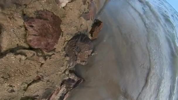 Καβούρι Στην Άμμο Τρέχει Και Πάρει Νερό Πιτσιλιές Από Νερά — Αρχείο Βίντεο