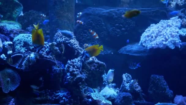 Longo Nariz Borboleta Peixe Forcipiger Longirostris Sea Criaturas Aquário — Vídeo de Stock