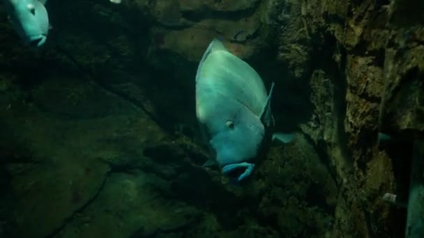 Ryby Napoleon Wrasse Cheilinus Undulatus Plavání Akváriu — Stock video