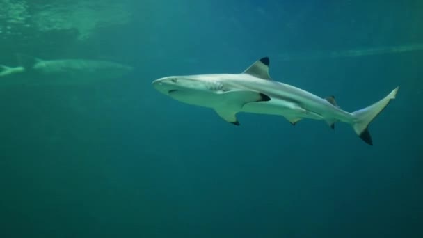 Tubarões Nadam Aquário — Vídeo de Stock