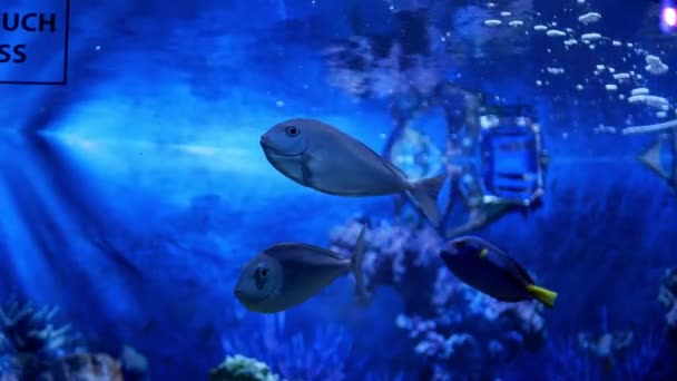 Naso Vlamingii Surgeonfish Family Bignose Unicornfish Scibbled Unicornfish Vlaming Unicornfish — Stock Video