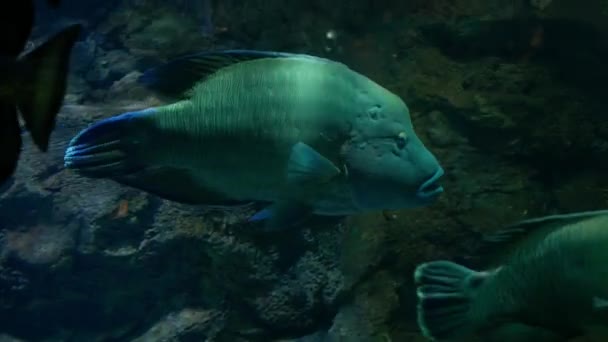 在水族馆里游泳的鱼拿破仑 克拉塞 Chilinus Undulatus — 图库视频影像