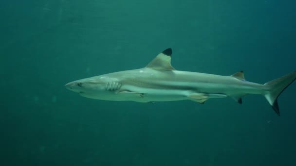 Ένας Καρχαρίας Κολυμπάει Γύρω Στο Ενυδρείο — Αρχείο Βίντεο