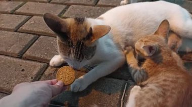 Beyaz kedi anne kraker yiyor, sokakta kurabiyeler yerken turuncu kedi yavrusu da anne kedisiyle besleniyor.