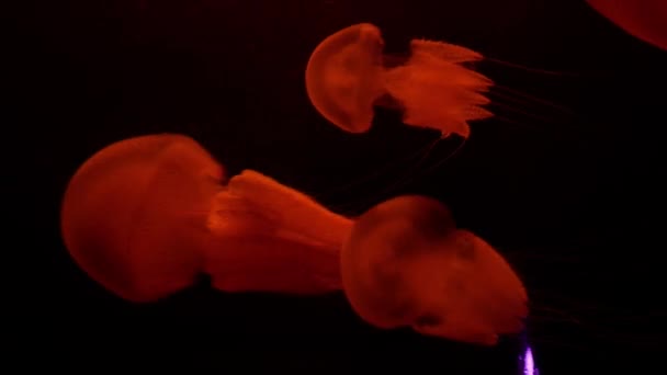 Bir Sürü Büyük Jöle Balığı Akvaryumda Renk Değiştiriyor Kırmızı Mavi — Stok video