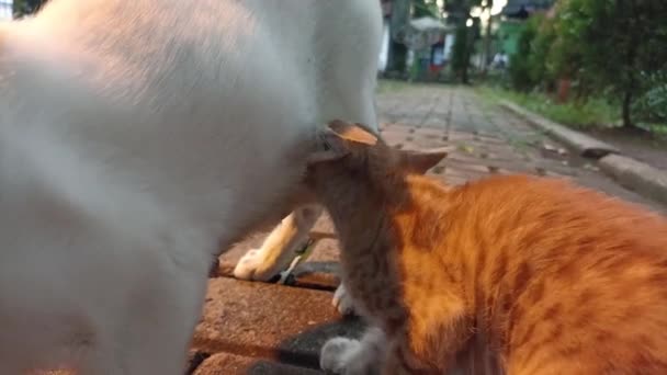 橙子猫在街上用白猫妈妈喂奶 — 图库视频影像