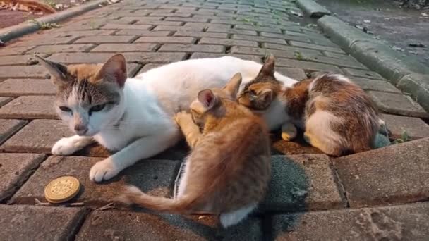 Gatitos Amamantando Blanco Gato Mamá Mientras Mamá Relajarse Con Cracker — Vídeos de Stock