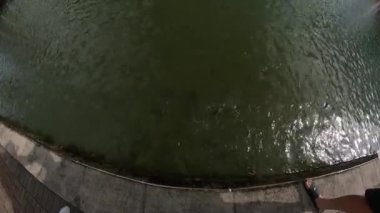 Gölde beslenen balıklar, çamurlu su.