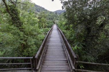 Birçok bitki örtüsüyle çevrili bir nehrin üzerindeki ahşap geçit.