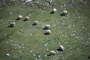 Yeşil bir çayırda huzur içinde otlayan koyunlar.