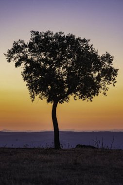 Güneşin doğuşuna karşı siluet içinde tek başına duran bir ağaç. Güneş yavaşça dallarının arkasından yükseliyor. Turuncu ve altın tonlarıyla boyanmış gökyüzü, sahneyi barış ve yenilenme atmosferiyle yıkıyor..