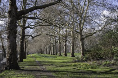 St. Jamess Park 'taki göl manzarası. Kış ağaçları ve Buckingham Sarayı. 