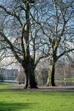 Londra 'da parçalı bulutlu bir günde arka planda kış ağaçları ve Buckingham Sarayı ile St. Jamess Park' taki göl manzarası..