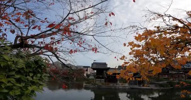 秋天的日本花园 一个亭子鸟儿 秋天的树叶 池塘上的阴影 — 图库视频影像