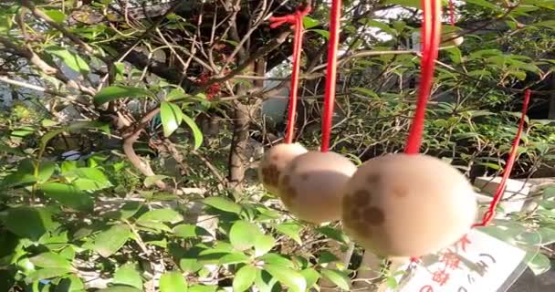 Kioto Japonia Drzewo Ume Amulet Śliwkowy Japońska Kultura Amulet Kształcie — Wideo stockowe
