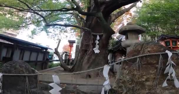 Япония Осенний День Священное Дерево Святилище Большое Гингко Дерево Говорят — стоковое видео