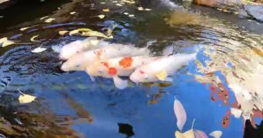 Bir sonbahar günü Japon bahçesi. Sarı renkli gingko yaprakları sazan balığının yüzdüğü suyun yüzeyinde dans eder. Güzel Nishikigoi sıçrıyor