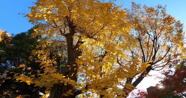 Japón Día Otoño Hermosos Árboles Gingko Color Amarillo Otoño Kyoto — Vídeos de Stock