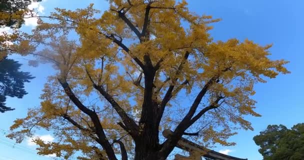 Ein Großer Gingko Baum Schöne Gelbe Blätter Goldene Farbe Torii — Stockvideo