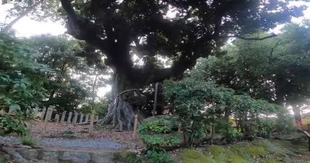 神龛的圣树 在圣地里生活了几百年的一棵大树 日本京都 — 图库视频影像